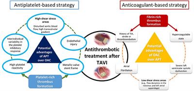 Stroke prevention during and after transcatheter aortic valve implantation: From cerebral protection devices to antithrombotic management